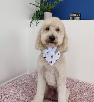 1-1 dog grooming appointments